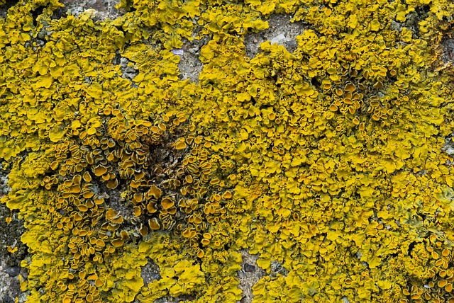 Algerens året rundt: Hvornår er det bedste tidspunkt at gå i gang?