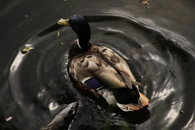 Sådan knækker du krydsordets kode: Tips til begyndere og øvede